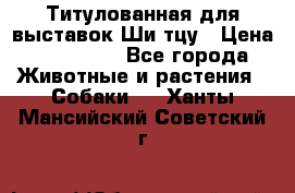 Титулованная для выставок Ши-тцу › Цена ­ 100 000 - Все города Животные и растения » Собаки   . Ханты-Мансийский,Советский г.